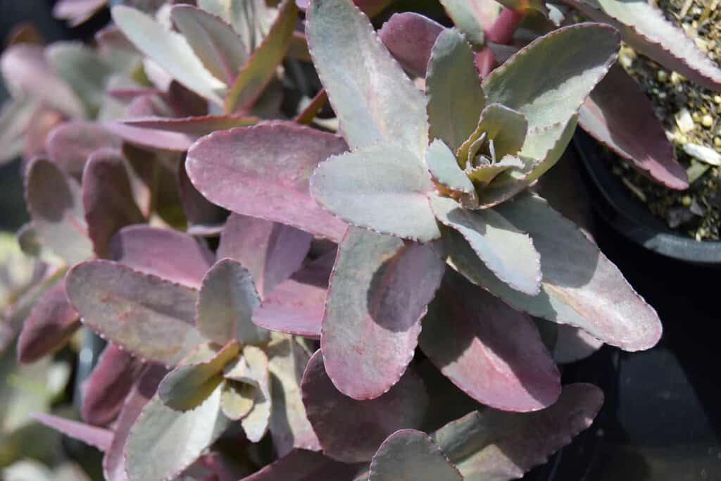 Sedum 'Purple Emperor' ---